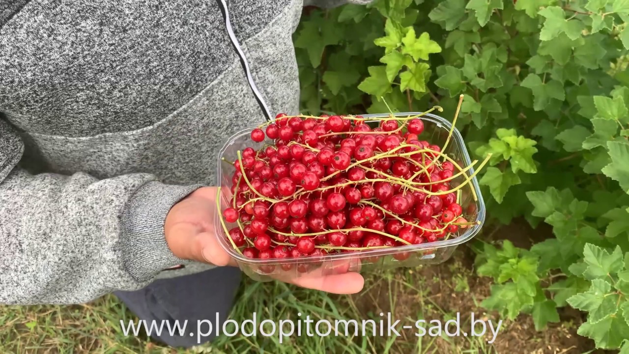 САМЫЙ РАННИЙ сорт смородины красной ЙОНКЕР ВАН ТЕТС.