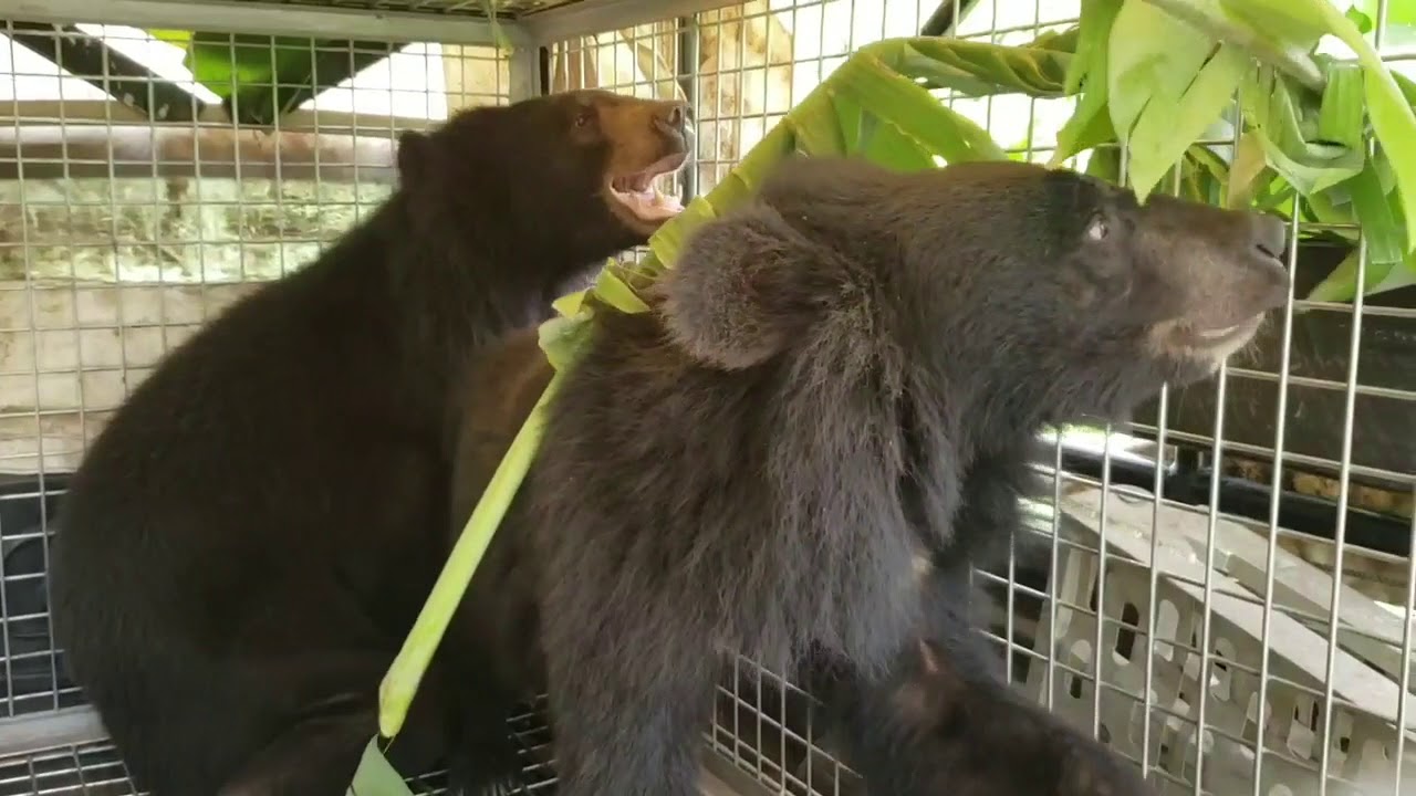 Rescue of two Laos moon bears caged for over 15 years