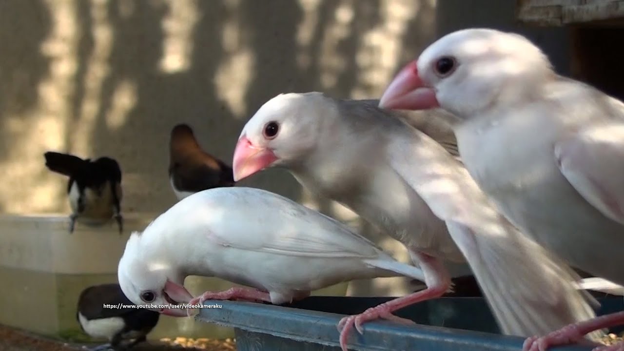 Java Sparrow and Friends - Tuesday, July 19th 2022 - Extra Protein for Finch