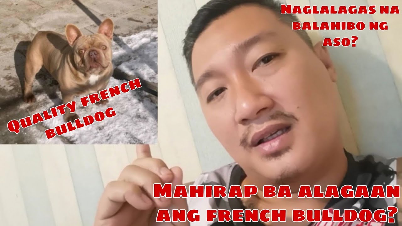 QUALITY FRENCH BULLDOG | MAHIRAP BA ALAGAAN ANG FRENCH BULLDOG? | KUYA LOK | MADFACE