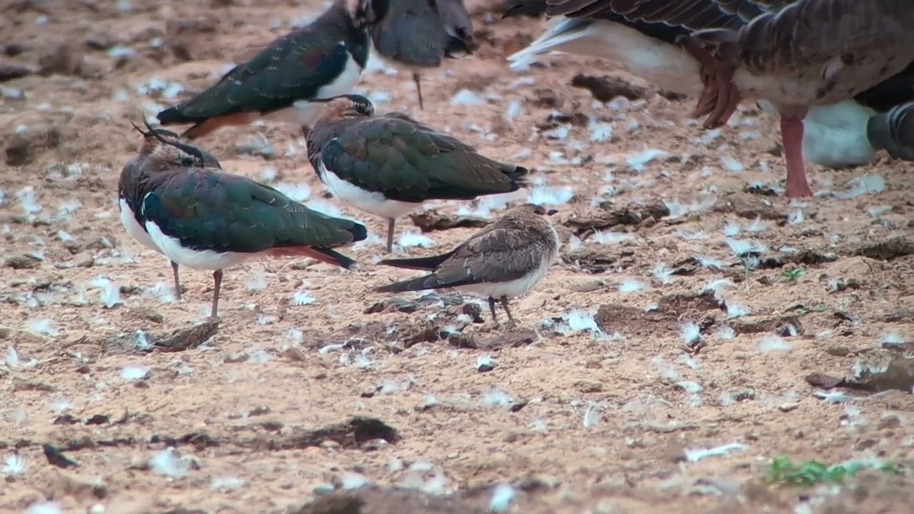 Juvenile Black-winged Pratincole, Kirton Lindsey, Lincolnshire, UK, 23.08.25. 