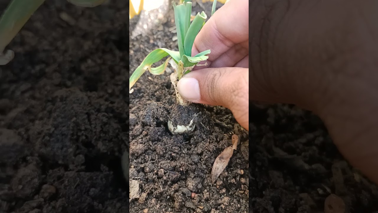 Pulling garlic #farming #satisfying #shorts