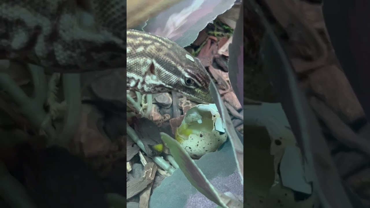 Ackie Monitor Eatin Breakfast #shorts #monitorlizard #short