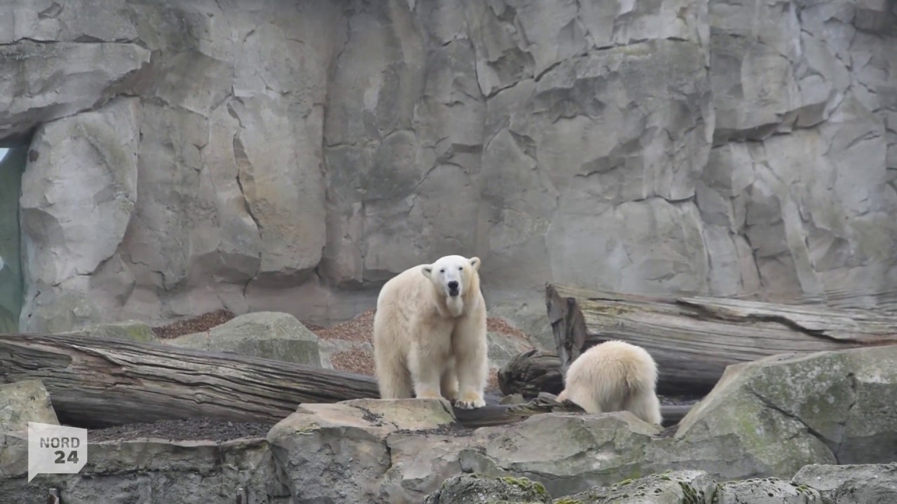 Der Mann, der mit den Eisbären spricht