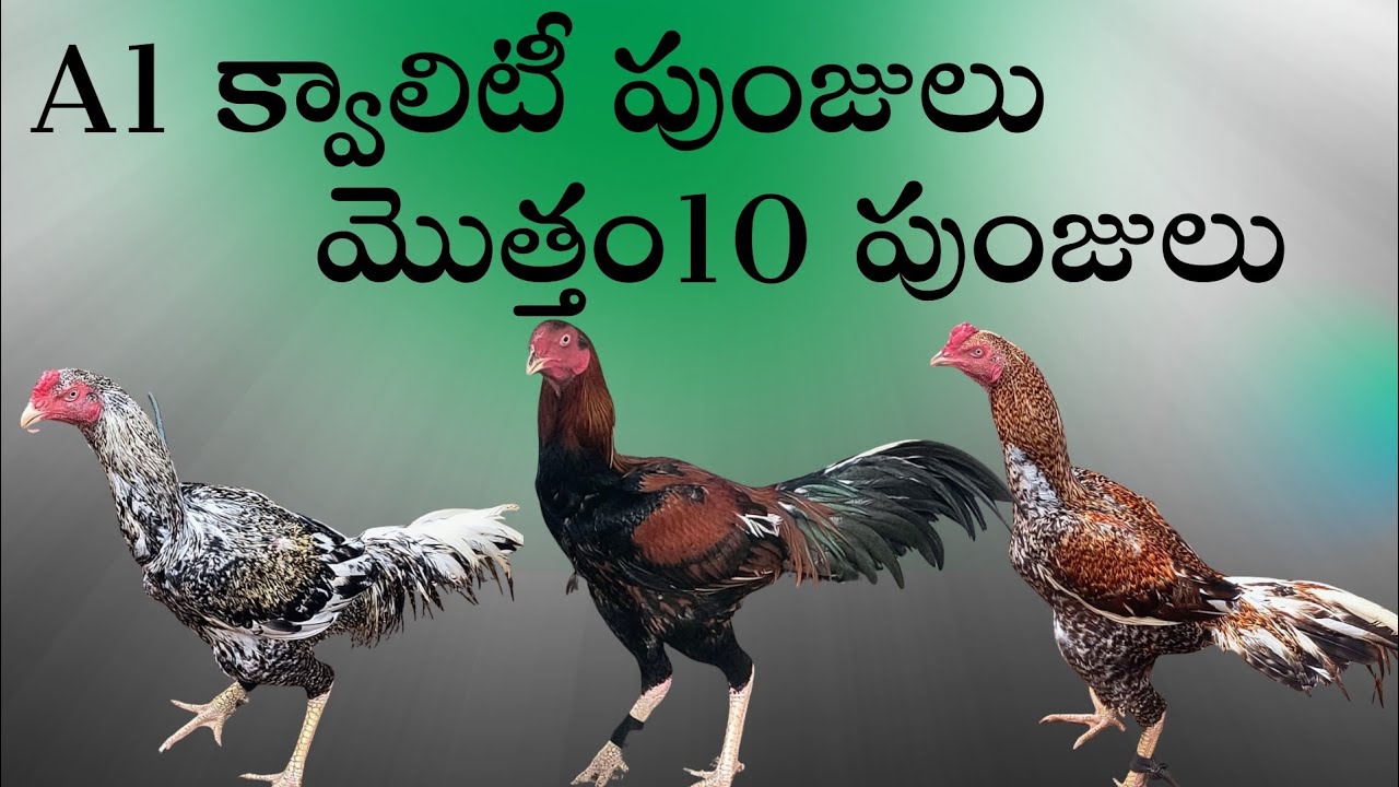 మొత్తం 10 పుంజులు అన్ని రంగులు #8008643731 #Khrfarms #bhimavaram 