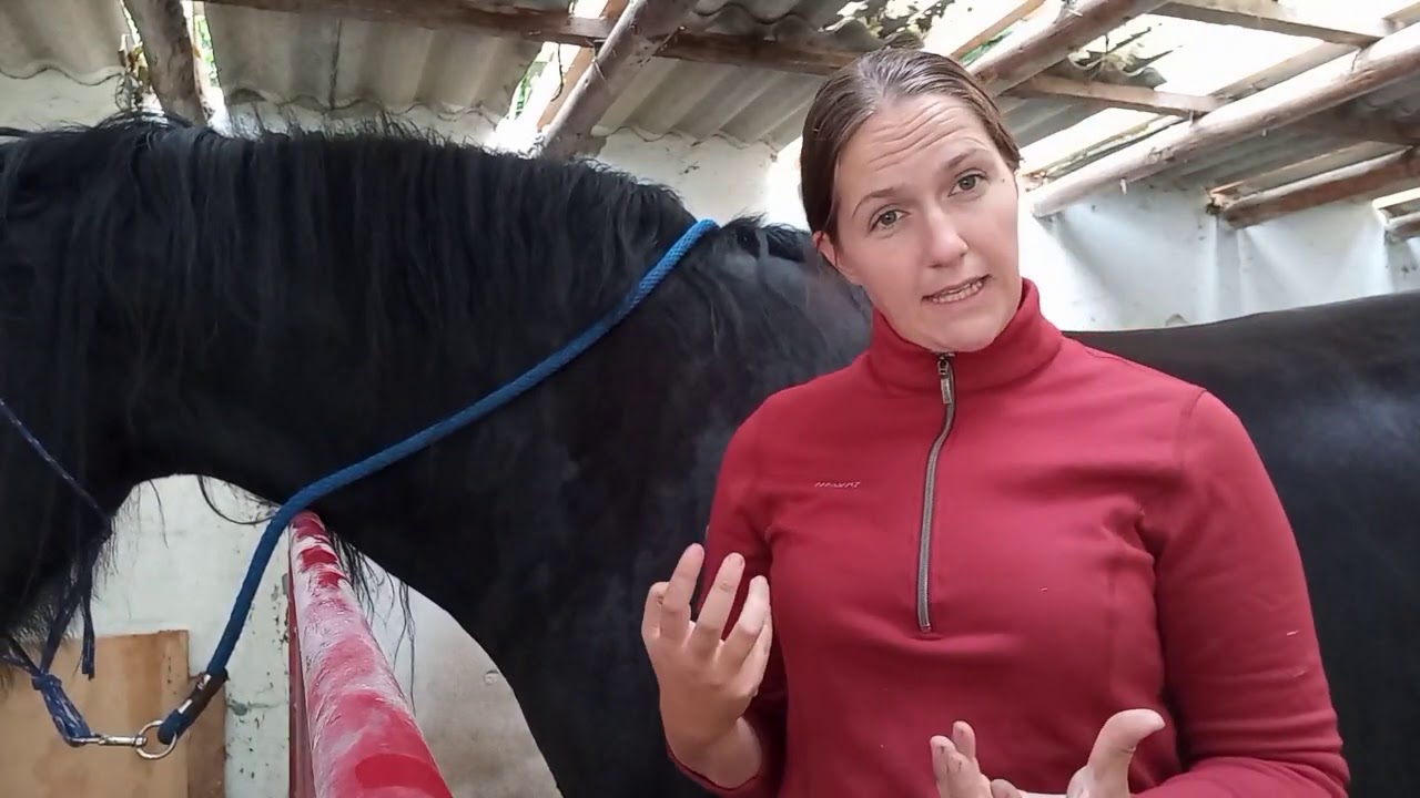 Hestemassage - Aktiver og afspænd overlinjen med 2 simple teknikker