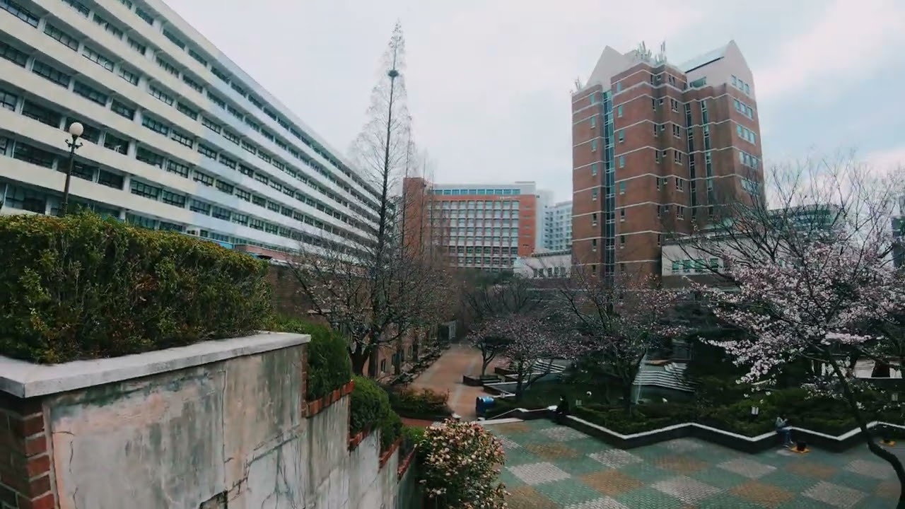 Campus Tour in Kyungsung University. Beautiful Cherry Blossom. 4K high quality regulations Vedio.