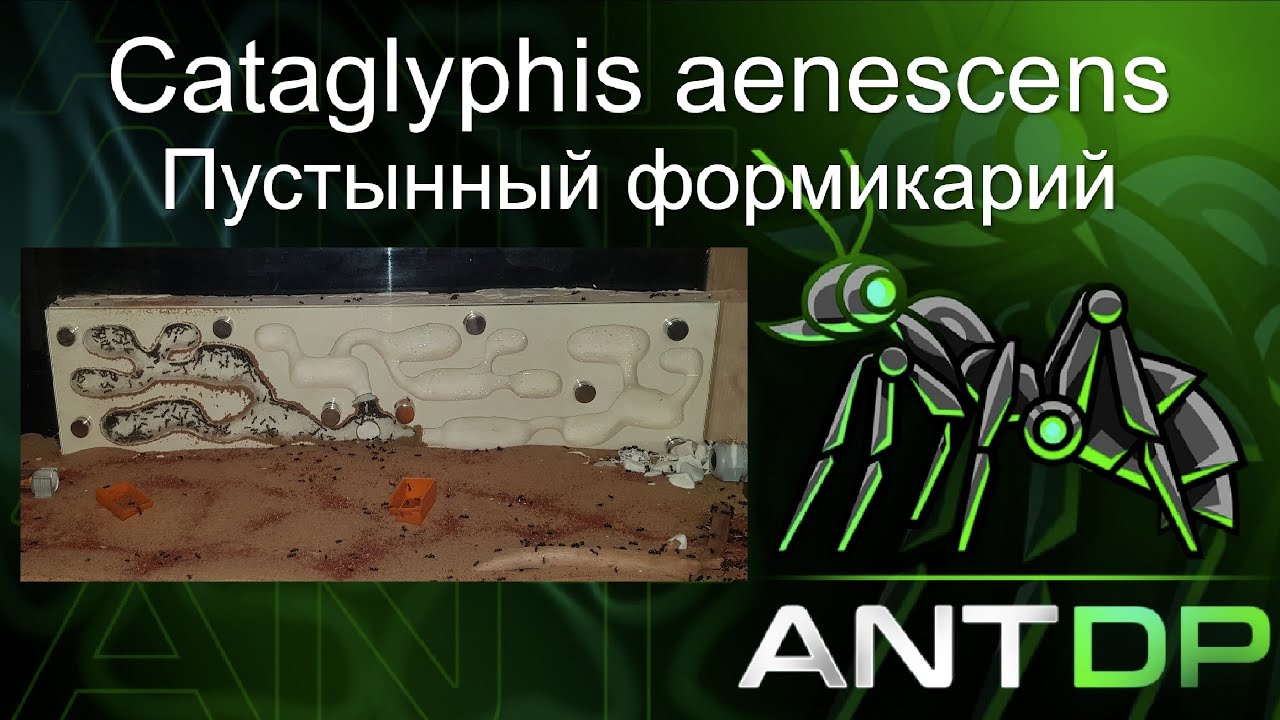 Cataglyphis aenescens заселение в аквариум