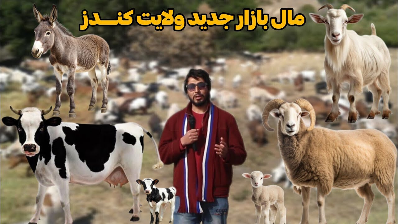 مال بازار جدید لاکس و عالی ولایت کندز نرخ نوایی گوسفند گوساله و انواع حیوانات 