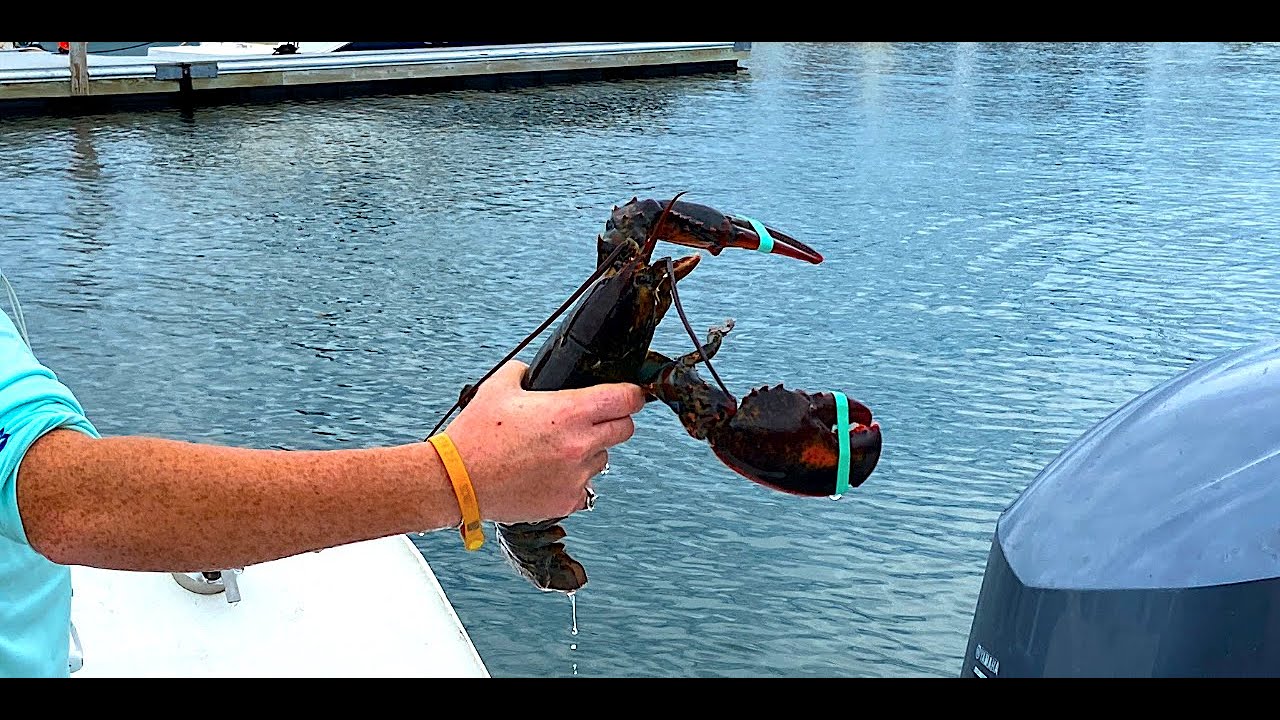 Portland maine lobster fishing charter tour with kids and grandparents