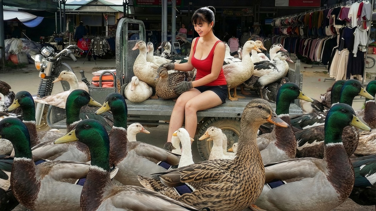 [TIMELAPSE] -- 136 Days Harvesting A Lot Of Duck, Duckling, Duck Eggs Go To Market Sell
