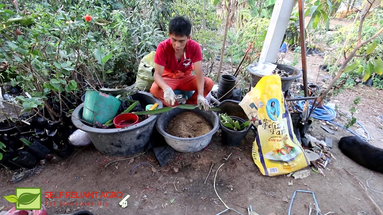การชำกิ่งแก้วมังกรให้รากออกดี กิ่งไม่เน่า