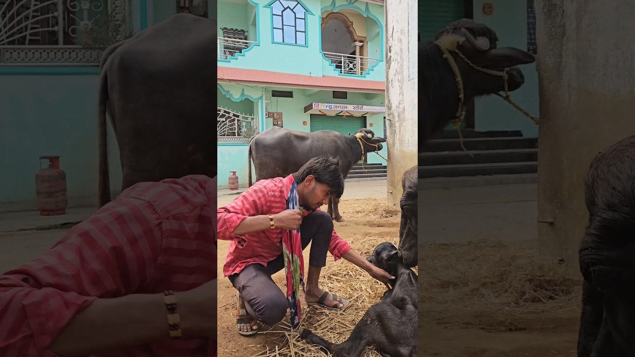 #Buffalo #Gaon #kisan #kisanbhai #gaonwale #byesh