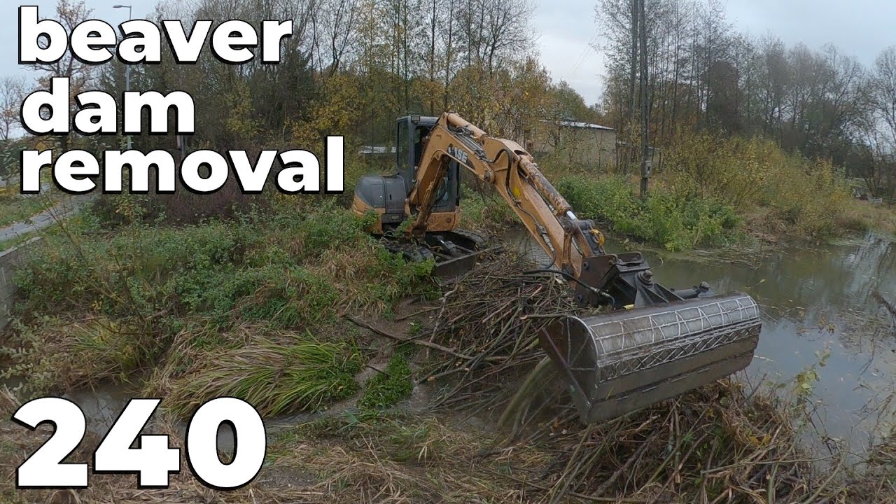 Beaver Dam Removal With Excavator No.240