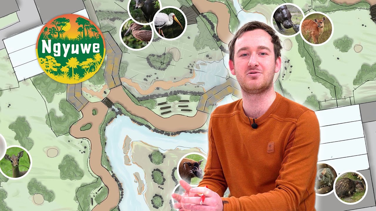Making of Ngyuwe: Een jungle ontwaakt afl. 2 | ZooParc Overloon #makingof #zooparc #overloon #ngyuwe