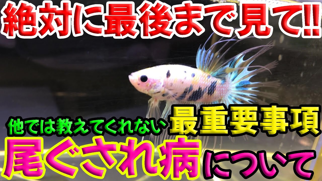 【最も重要なこと】ベタの尾ぐされ病の治療法や対策ついて【言っています】