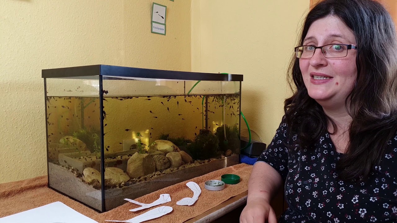 Froschprojekt Teil 26