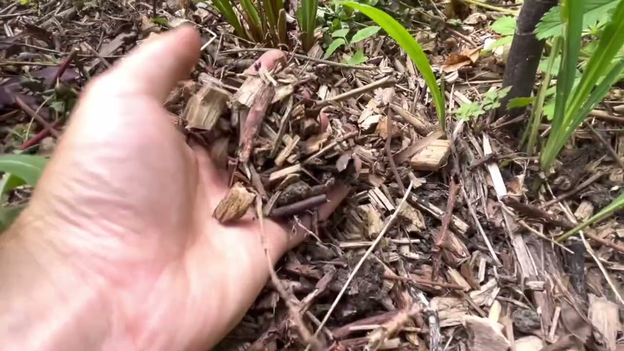 Quel paillage pour le jardin? Bien choisir et conseils.