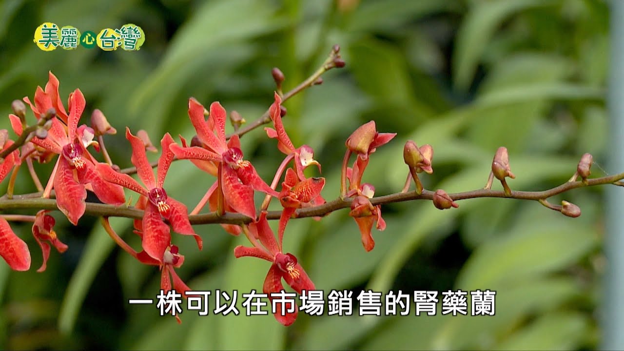 【屏東枋寮】連鎖飲料店老闆轉行高經濟花卉栽培 | 用心的產業 | 224 | #美麗心台灣