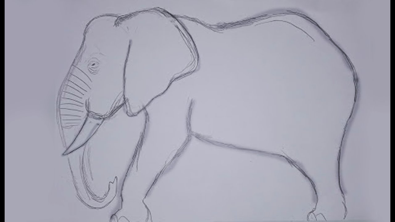 Como desenhar elefante africano