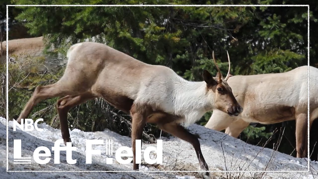 Declining Caribou: Santa has 9 reindeer. The US has only 11 left
