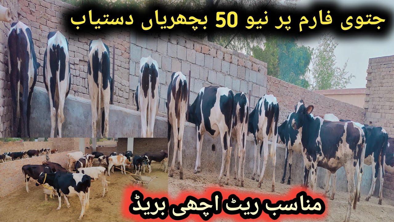 Jatoi Farm pe new 50 Bachrian available hi Khareedar rabta ker sakty hi 03013536228Location Fatehpr