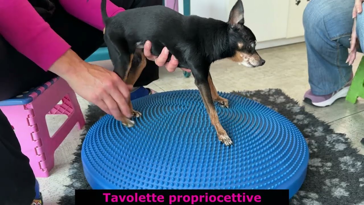 Terapia conservativa in cane anziano con ernia cervicale - Fisioterapia Veterinaria Pisa®