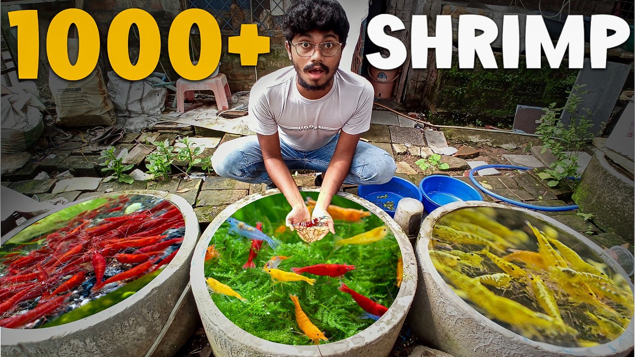 Found Lots Of Shrimp In My Pond | Fish Farm | Sd Fish Farm