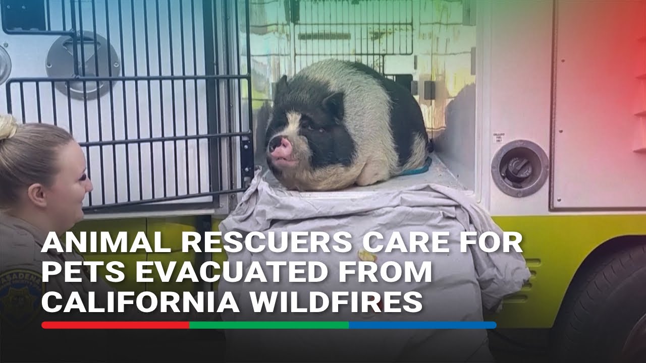 Animal rescuers care for pets evacuated from California wildfires | ABS-CBN News
