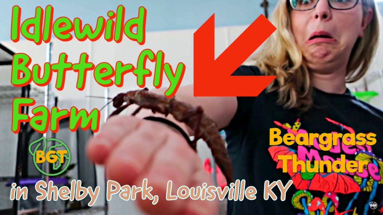 Idlewild Butterfly Farm in Shelby Park, Louisville - butterflies, bugs, & beautiful plants & flowers