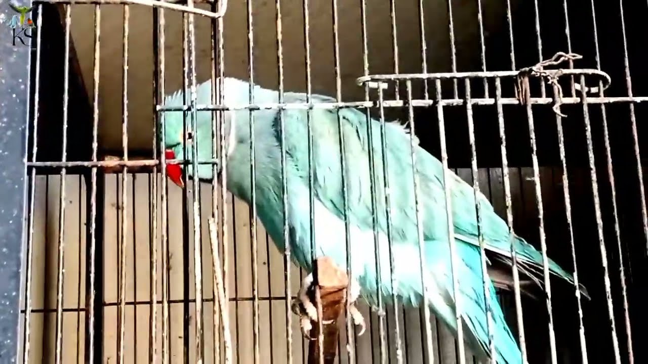 Ringneck Split Mutation|Ringneck Breeding Season|Ks birds update