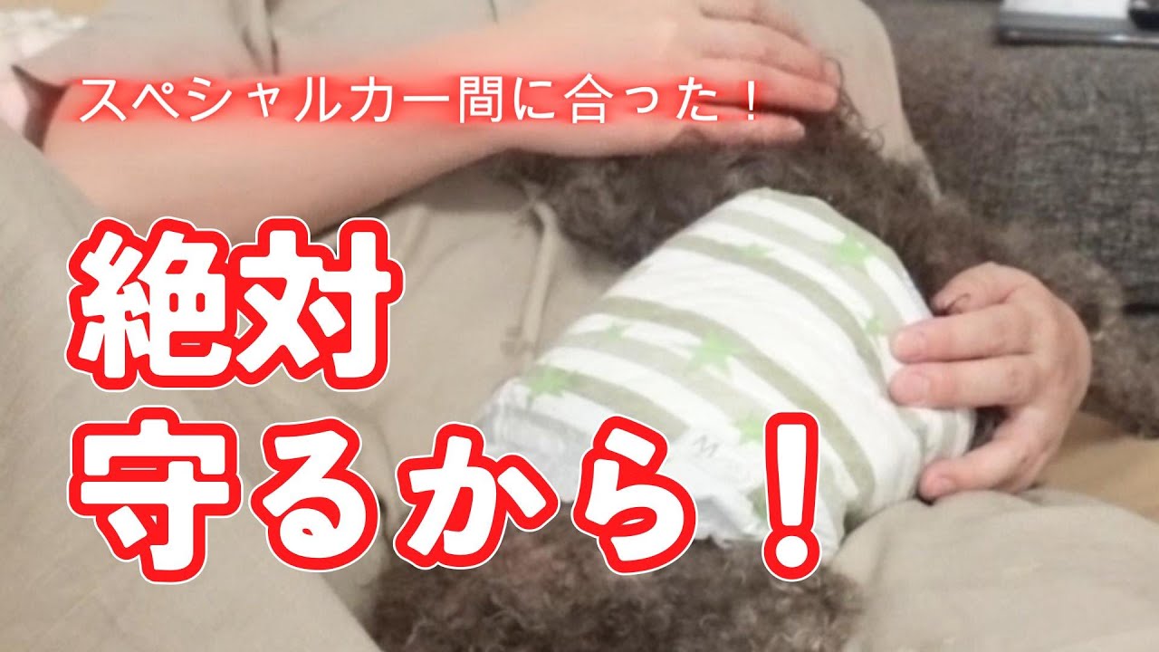 【退院6日目】間に合った！ぷーたん号🚗誕生！その日を大切に生きる！✨ぷーたんの想いと飼い主の願い