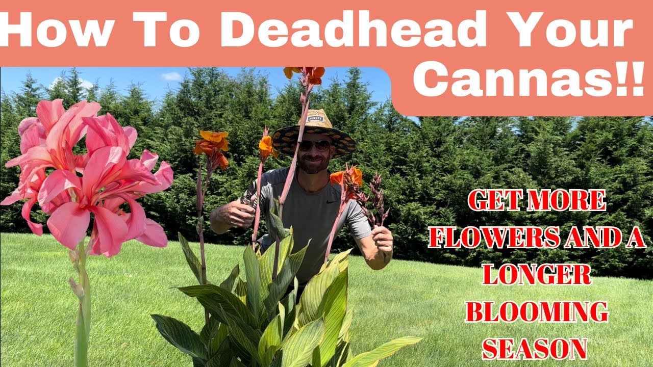 CANNAS....Get MORE Flowers...AND....a longer blooming season...HOW TO DEADHEAD FOR MAXIMUM BLOOMS