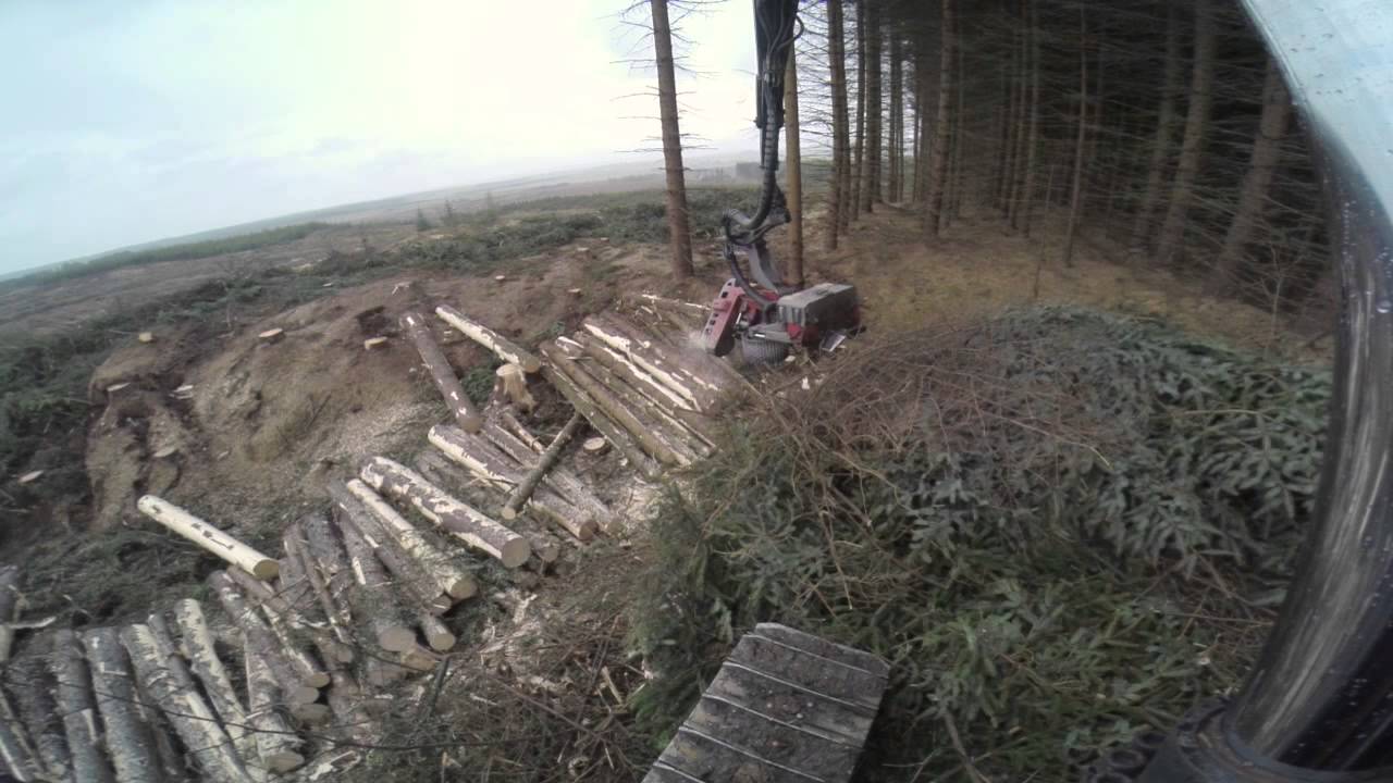 Sitka Spruce Harvesting Scotland