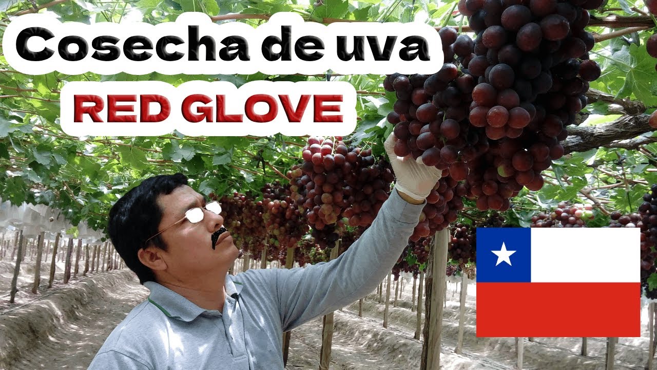 Cosecha de uva RED GLOVE en chile 🍇