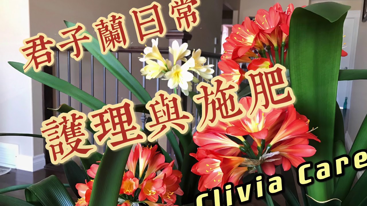 君子兰日常养护及施肥 Clivia Daily Care and Feeding