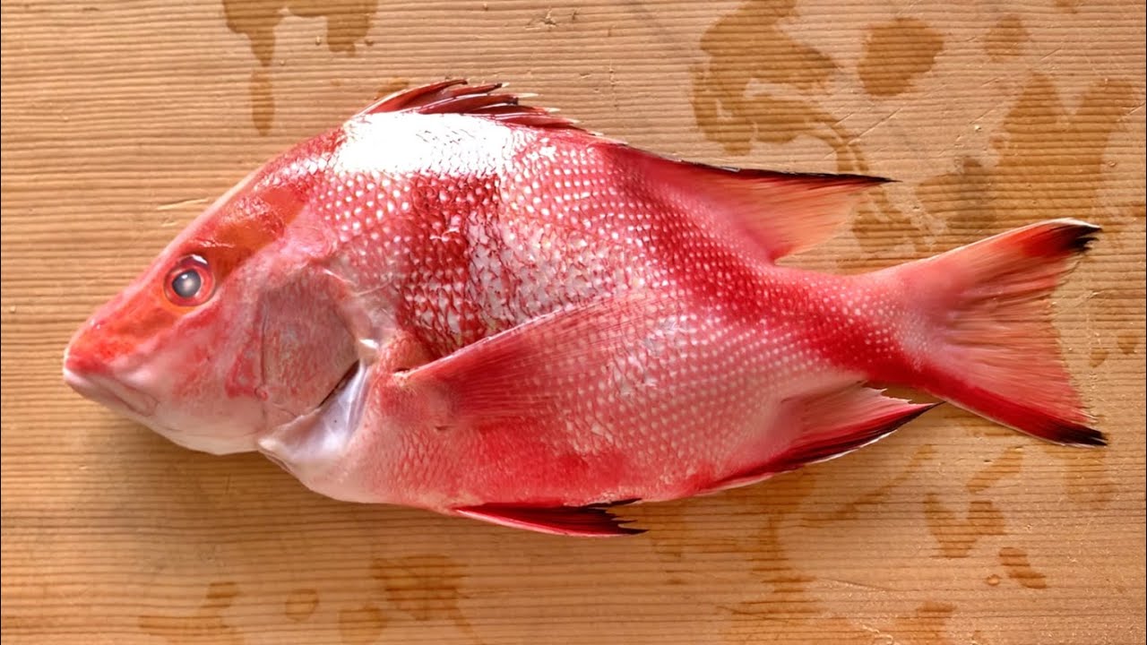 Emperor Red Snapper | Fish Number 20