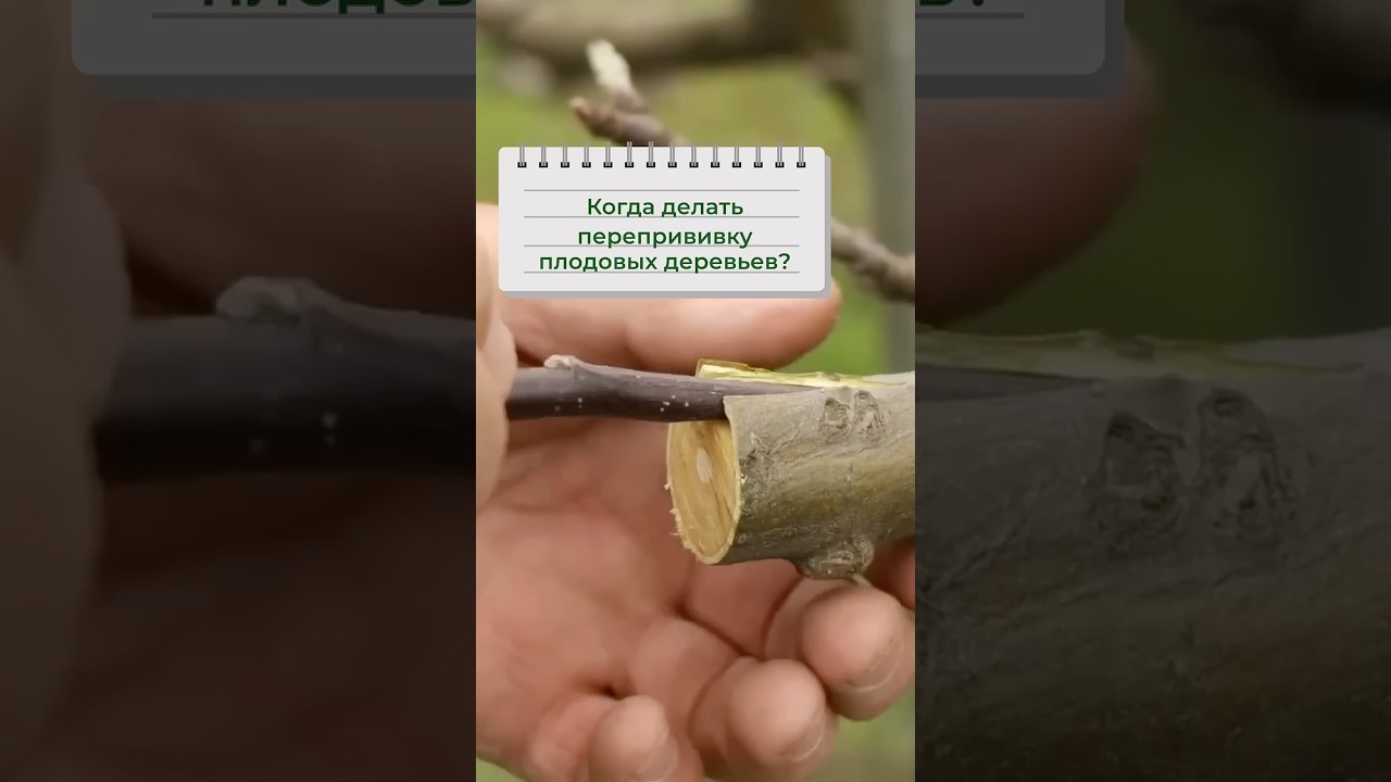 Когда делать перепрививку плодовых деревьев?