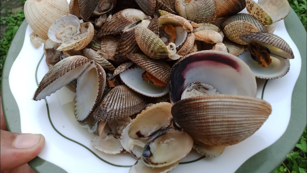 Samahan niyo kami kumuha ng mga Shell mga Boss! | Masarap to sabawan mga Boss!