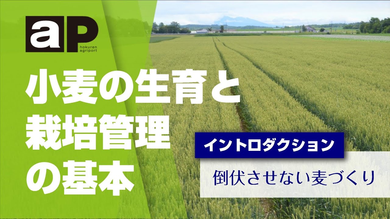 【アグリポート】小麦の生育と栽培管理の基本（イントロダクション） 倒伏させない麦づくり