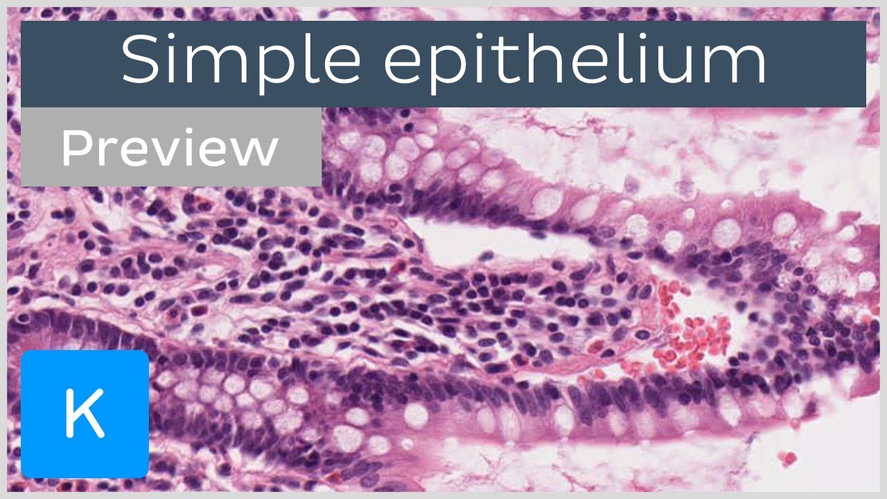 Simple epithelium: types of tissues and cells (preview) - Human Histology | Kenhub