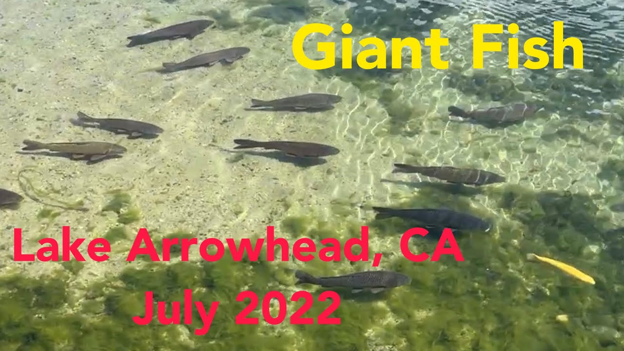 Giant fish by shore Lake Arrowhead, CA, July 2022.
