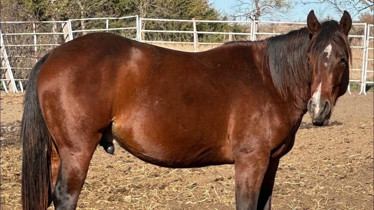 Peptos Strait Kaliman - 2023 APHA Gelding - Free Movement 2-25-26