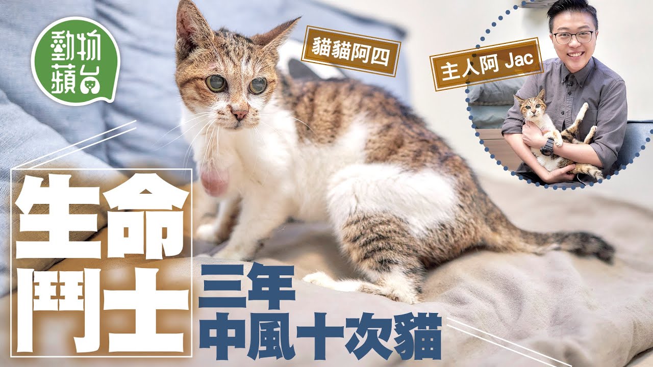 16歲老貓3年半中風逾十次 曾歷失明、全身癱瘓奇蹟康復  #動物蘋台－果籽 香港 Apple Daily—原刊日期：20201027