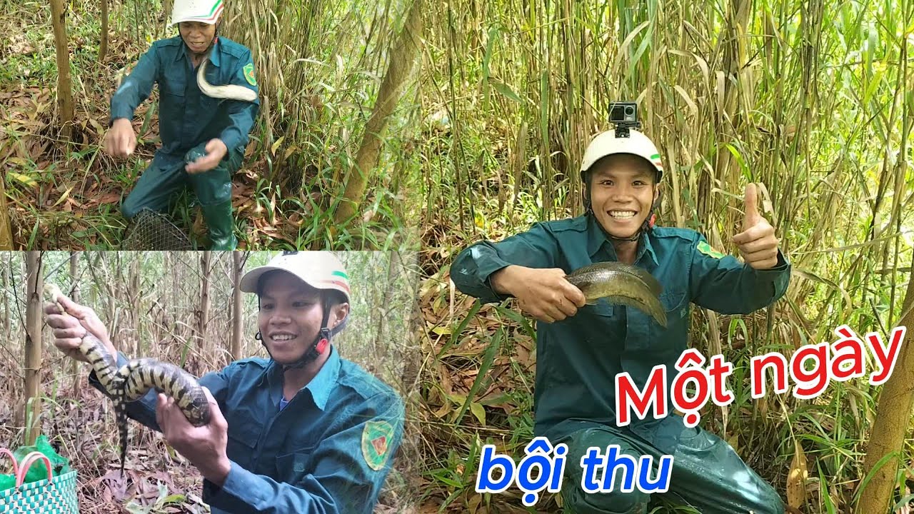 Thâm Lờ Trong Rừng Già Dính Toàn Hàng Khủng - Ký Sự Rừng U Minh Hạ- Tập 2