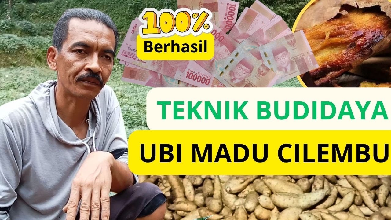 Cara Budidaya Ubi Madu Cilembu Dijamin Berhasil #ubicilembu