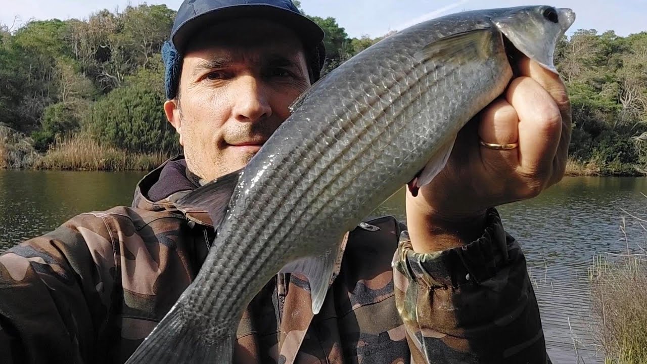 Pesca a Bolognese, Spigole e Cefali nel Salmastro...