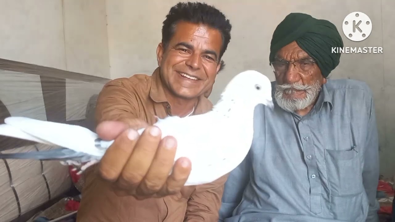 ਵੇਖੋ ਹਜਾਰ ਵਾਲੇ ਅਸਲੀ ਕਬੂਤਰ!ਹਰਨਾਮ ਸਿੰਘ ਵੈਰੋਕੇ ਦੇ!ਬਾਬੇ ਪੁਨੂੰ ਵਾਲਿਆ ਨਾਲ ਜੋੜਾ ਲੱਗਦਾ ਹੈ ਹਜਾਰ ਵਾਲਿਆ ਕਬੂਤਰਾ