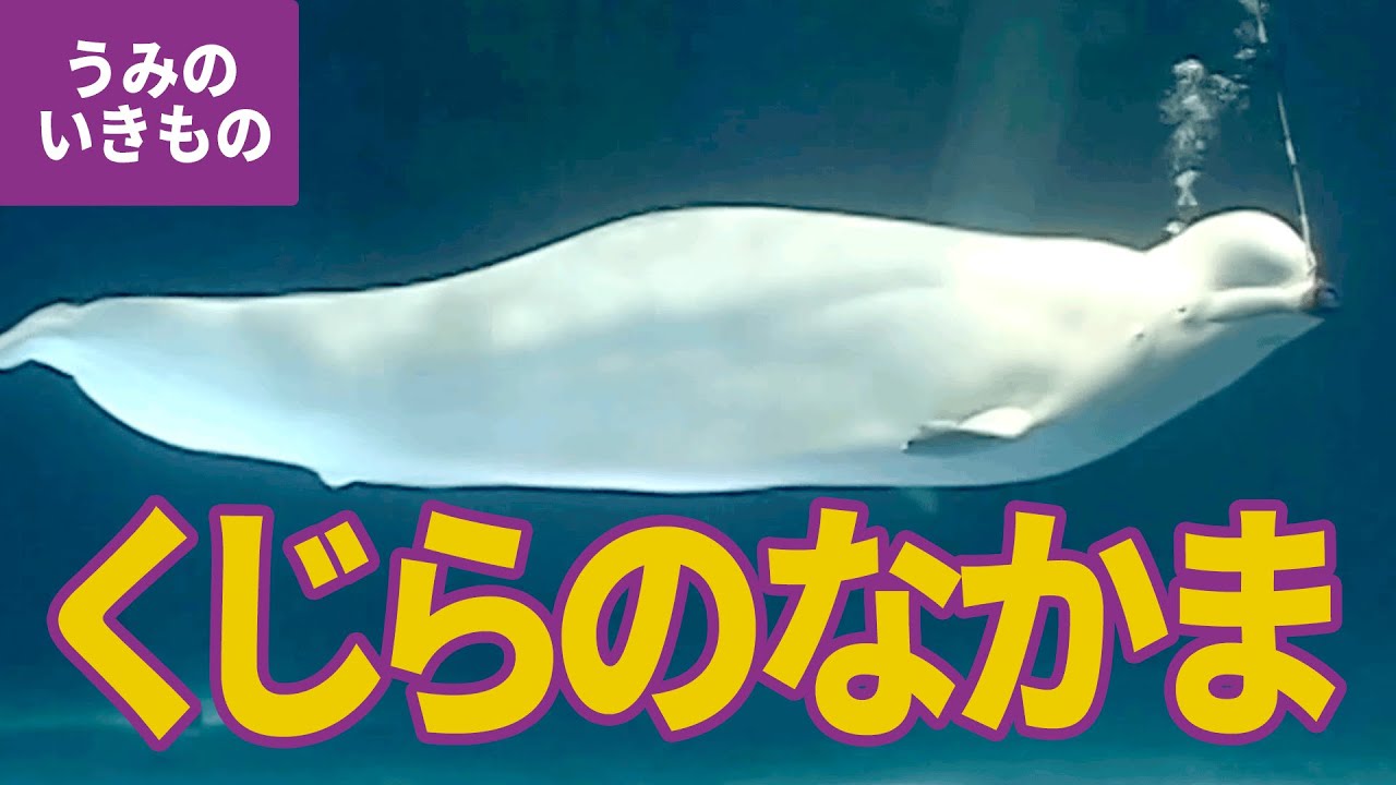 水の生き物（14）クジラのなかま：イルカのショー／バンドウイルカ／カマイルカ／コビレゴンドウ／ハナゴンドウ／ベルーガ（シロイルカ）／ネズミイルカ／スナメリ／イロワケイルカ／シャチ