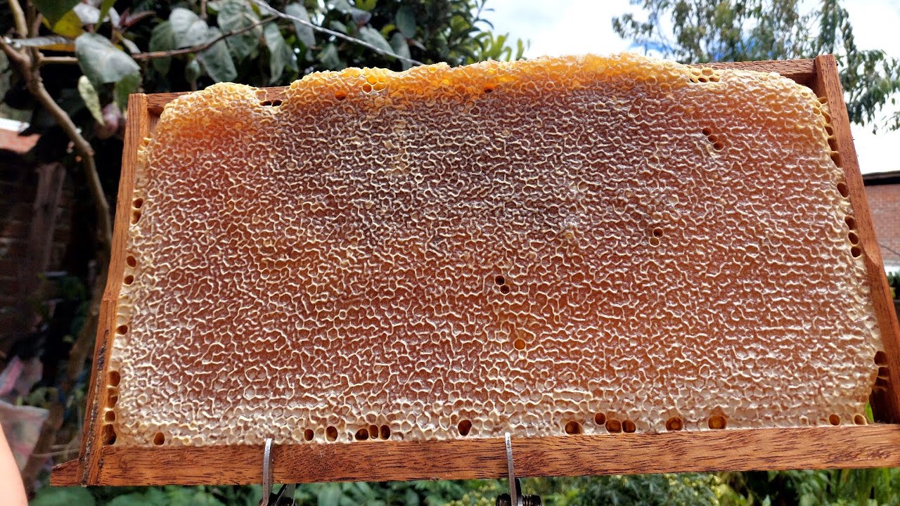 cosecha de miel de abeja #abejas #miel #bee